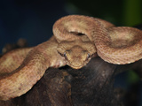 Eyelash Viper (Bothrops Schlegelii), Captive