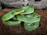 Green Trinket Snake (Elaphe Frenata) Captive