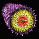 Tobacco Mosaic Virus (Tmv)