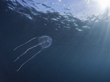 Box Jellyfish Have Stinging Cells for Feeding and Protection, Hawaii, USA