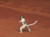 Verreaux's Sifaka Jumping and Walking Locomotion (Propithecus Verreauxi), Berenty Private Reserve