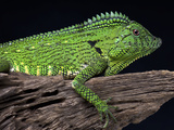 Doria's Anglehead Lizard (Gonocephalus Doriae), Captive
