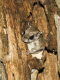 Northern Flying Squirrel in a Tree Hole (Glaucomys Sabrinus), North America