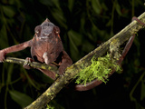 Panther Chameleon (Furcifer Pardalis), Captive