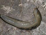 Underside of a Pacific Banana Slug (Ariolimax Columbianus)