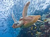 Green Sea Turtle (Chelonia Mydas), Malaysia