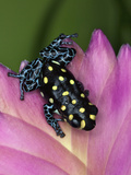 Thumbnail Dart Frog (Ranitomeya Vanzolini), Native to Peru