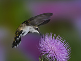 Ruby-Throated Hummingbird in Flight at Thistle Flower, Archilochus Colubris