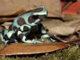 Green and Black Poison Dart Frog (Dendrobates Auratus), Captive