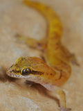 The Gecko Hemidactylus Pumilio Is One of the Smallest Geckos of Socotra, Yemen