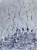 Purkinje Cells in the Cerebellum of the Brain, LM X80