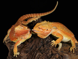 Bearded Dragon (Pogona Vitticeps), Captive