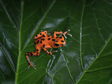Strawberry Poison Dart Frog (Dendrobates Pumilio Bastimentos),  Native to Bastimentos Island