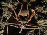 Whip Scorpion (Phrynicus Heurtaultae) Feeding on a Wolf Spider (Allocosa) in a Cave