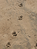 Hyena Tracks, Serengeti National Park, Tanzania