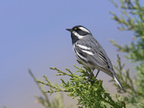 Black-Throated Gray Warbler (Dendroica Nigrescens) Perched on Top of a Tree