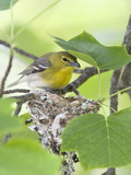 Yellow-Throated Vireo (Vireo Flavifrons) Perched at Nest