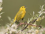 Yellow Warbler (Dendroica Petechia) Perched in a Tree