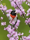 Male Rose-Breasted Grosbeak (Pheucticus Ludovicianus) in Redbud Tree