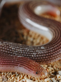 Socotran Worm Snake (Typhlops Socotranus) Endemic to Socotra, Yemen
