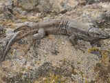 A Two Tailed Wall Lizard (Gallotia Caesaris), Endemic, Canary Islands