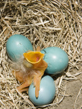 American Robin (Turdus Migratorius) Egg Hatching