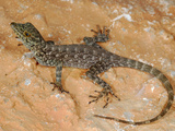 Rock Gecko (Pristurus Insignoides) Endemic to Socotra, Yemen