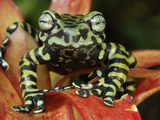 Tiger's Treefrog (Hyloscirtus Tigrinus) on a Bromeliad, Pasto, Department Narino, Colombia