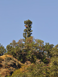 Microwave Tower Camouflaged to Look Like a Coniferous Tree, Oregon, USA