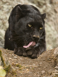 Leopard or Black Panther Grooming (Panthera Onca), Melanistic Morph, Captivity
