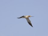 American Avocet in Flight (Recuruirostra Americana), Montana, USA