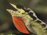 Anole Lizard Head with Open Mouth and Throat Pouch Extended (Anolis Notopholis)