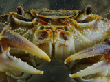 A Freshwater Crab (Potamon Fluviatilis), Italy