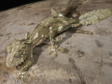 Leaf-Tailed Gecko (Uroplatus Fimbriatus)