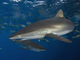 Silky Sharks (Carcharhinus Falciformis), Gulf of Mexico, Louisiana, USA