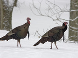 Male Wild Turkey (Meleagris Gallopavo) in Snow