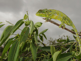 A Chameleon (Chamaeleo Monachus), Socotra, Yemen