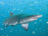 Sand Tiger or Gray Nurse Shark (Carcharias Taurus), North Carolina, USA, Atlantic Ocean