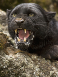 Leopard or Black Panther (Panthera Onca), Melanistic Morph, Growling and Snarling, Captivity