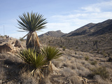Yucca, Chihuahuan Desert, Texas, USA