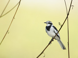 African Pied Wagtail (Motacilla Aguimp), Elsamere, Lake Naivasha, Kenya, Africa