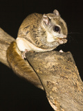 Northern Flying Squirrel (Glaucomys Sabrinus), North America