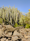 A Female of Tenerife Lizard (Gallotia Galloti) Basking, Tenerife, Canary Islands