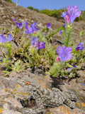 La Gomera Gecko (Tarentola Gomerensis), La Gomera, Canary Islands