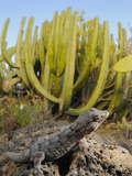 A Tenerife Wall Gecko (Tarentola Delalandii) Endemic to Tenerife, Canary Islands