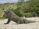 Komodo Dragon (Varanus Komodoensis), Indonesia