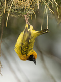 Speke's Masked Weaver Hanging from its Nest, Ploceus Spekei,