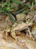 Parsley Frog (Pelodytes Cultripes), Italy