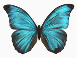 Male Adult Blue Morpho Butterfly (Morpho Amathonte)