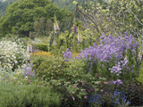 Iron Pergola Surrounded by Campanulas, Oxeye Daisies, Bleeding Hearts (Dicentra Spectabilis)